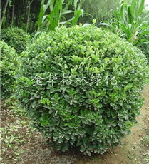 全球花木網 苗木與花卉產品的數字化展示平臺