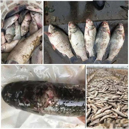 2020年上半年三臺(tái)內(nèi)陸水產(chǎn)養(yǎng)殖狀況概述與銷售效果跟蹤分析